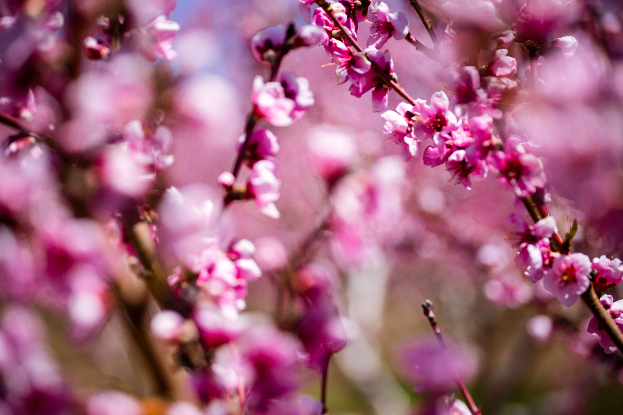 Spring Blossoms - Image Copyright Aaron Beaudoin